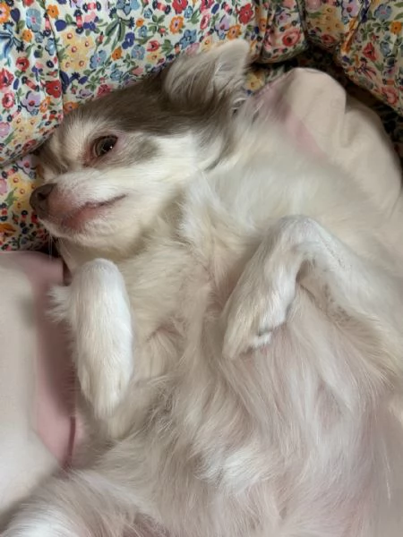 meravigliosi Chihuahua per adozione