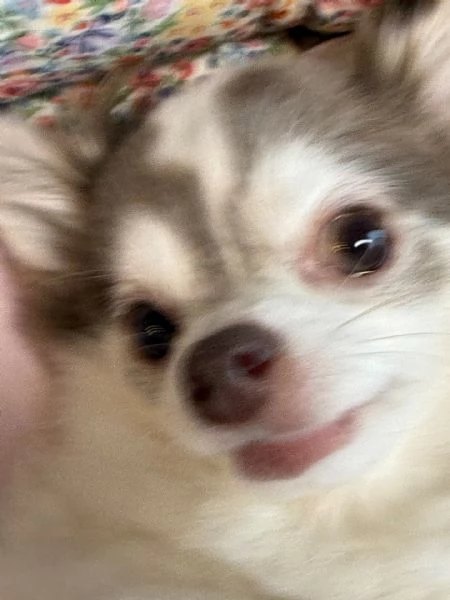 meravigliosi Chihuahua per adozione | Foto 5