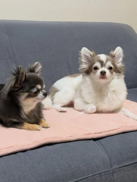 meravigliosi Chihuahua per adozione | Foto 3