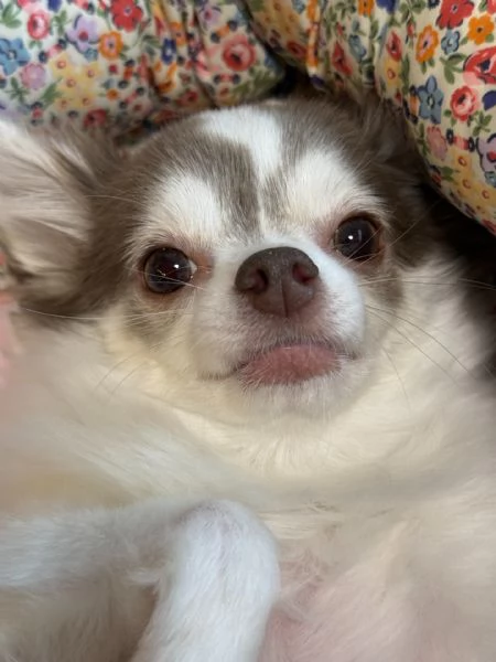 meravigliosi Chihuahua per adozione | Foto 2