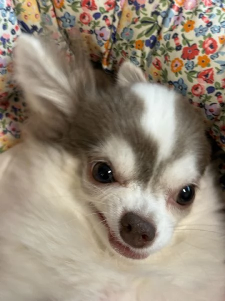 meravigliosi Chihuahua per adozione | Foto 0