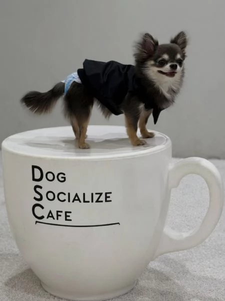 meravigliosi Chihuahua per adozione | Foto 0