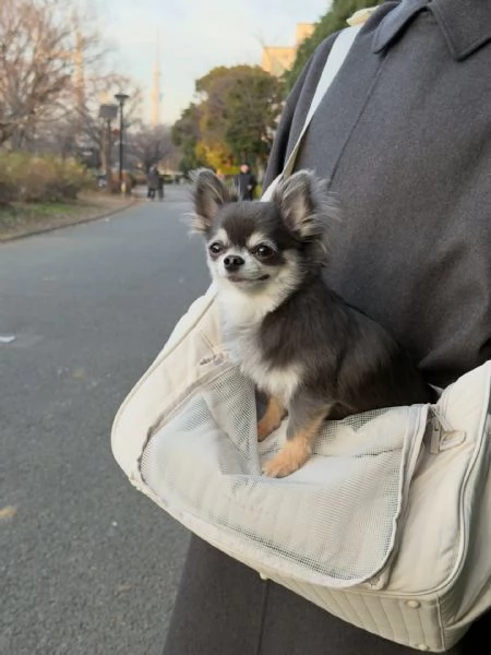 meravigliosi Chihuahua per adozione | Foto 5