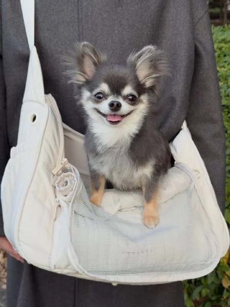 meravigliosi Chihuahua per adozione | Foto 3