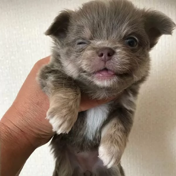 meravigliosi Chihuahua per adozione