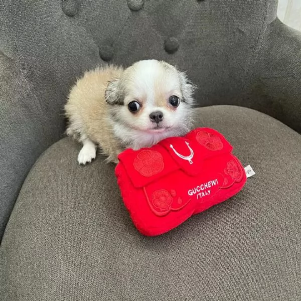 meravigliosi Chihuahua per adozione | Foto 0