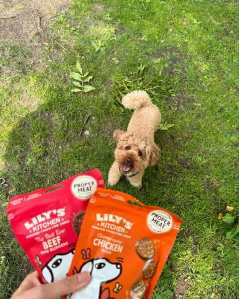 meravigliosi Barboncino per adozione | Foto 0