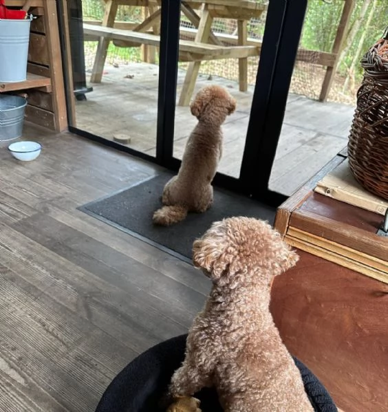 meravigliosi Barboncino per adozione | Foto 4