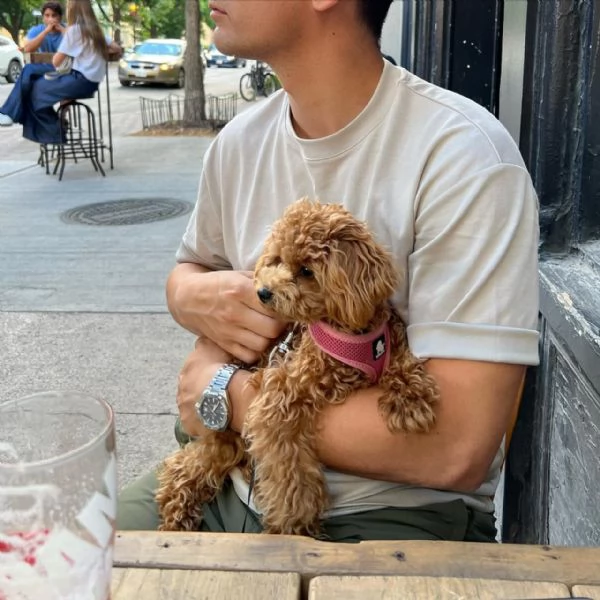 meravigliosi Barboncino per adozione | Foto 0