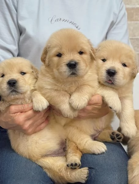 meravigliosi Golden Retriever per adozione
