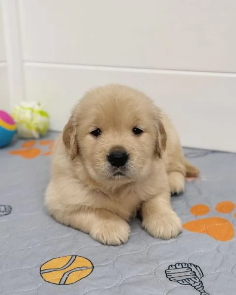 meravigliosi Golden Retriever per adozione | Foto 0