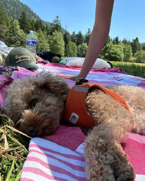 meravigliosi Barboncino per adozione | Foto 0