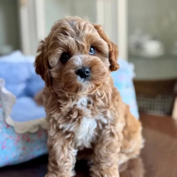 meravigliosi Barboncino per adozione | Foto 4