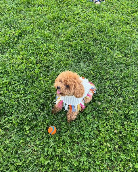 meravigliosi Barboncino per adozione | Foto 0