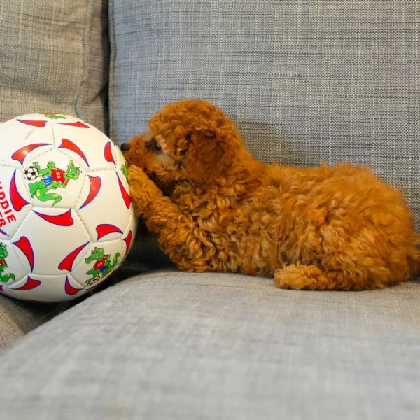 meravigliosi Barboncino per adozione | Foto 5