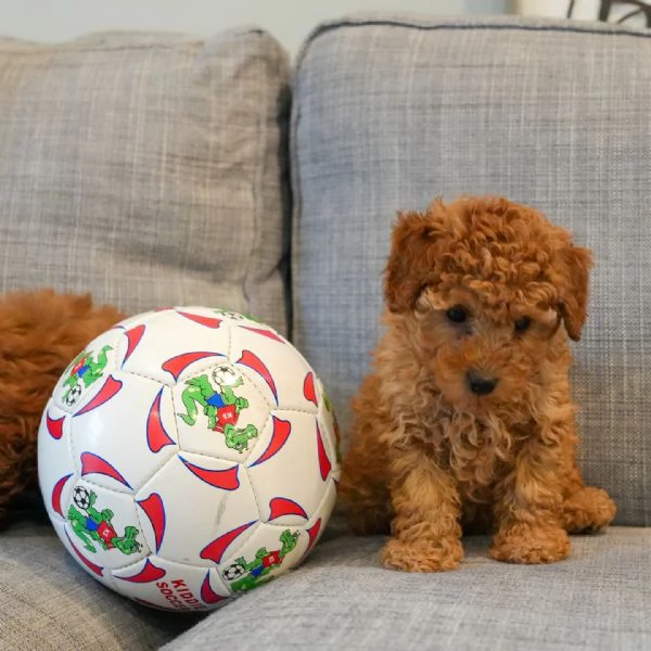 meravigliosi Barboncino per adozione | Foto 2