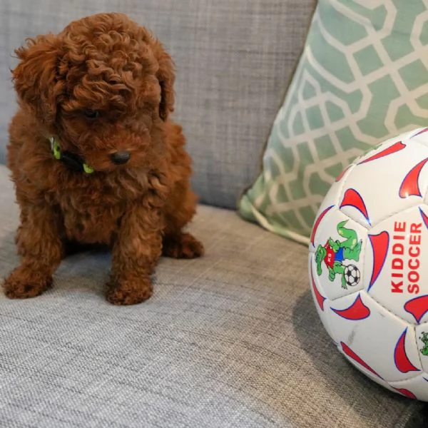 meravigliosi Barboncino per adozione | Foto 0