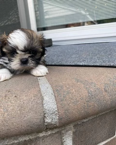 meravigliosi Shitzu per adozione