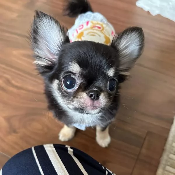 meravigliosi Chihuahua per adozione | Foto 0