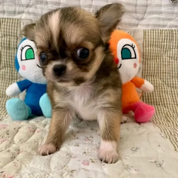 meravigliosi Chihuahua per adozione | Foto 2