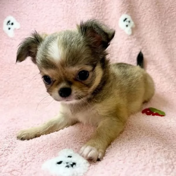 meravigliosi Chihuahua per adozione