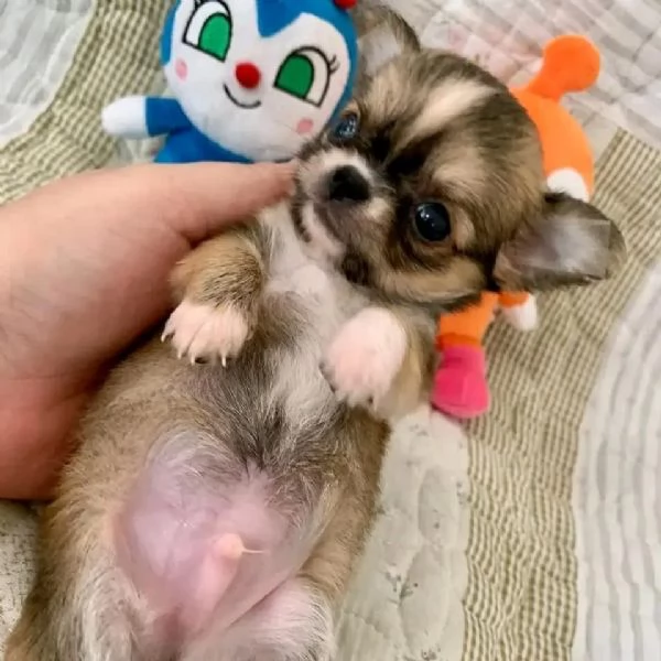 meravigliosi Chihuahua per adozione | Foto 0