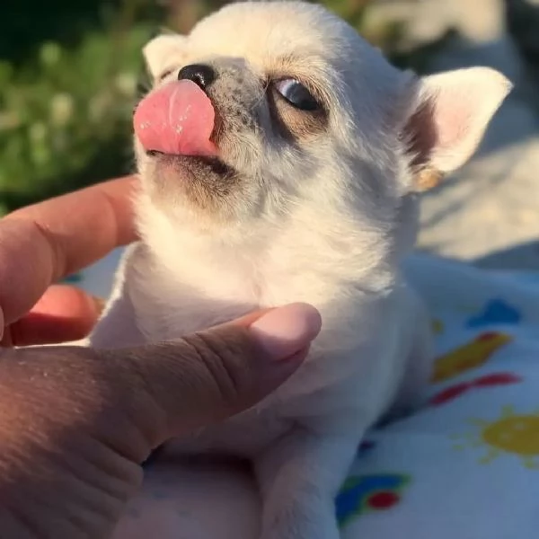 meravigliosi Chihuahua per adozione | Foto 0