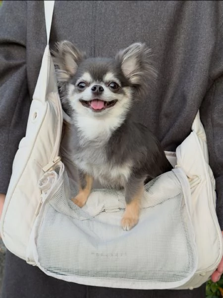 meravigliosi Chihuahua per adozione | Foto 0