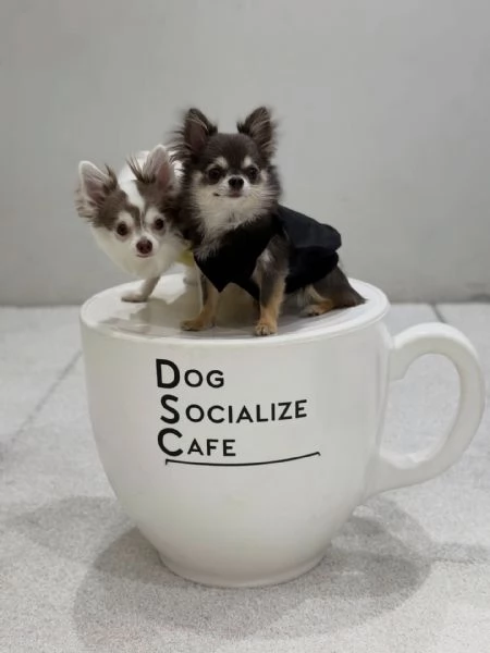 meravigliosi Chihuahua per adozione