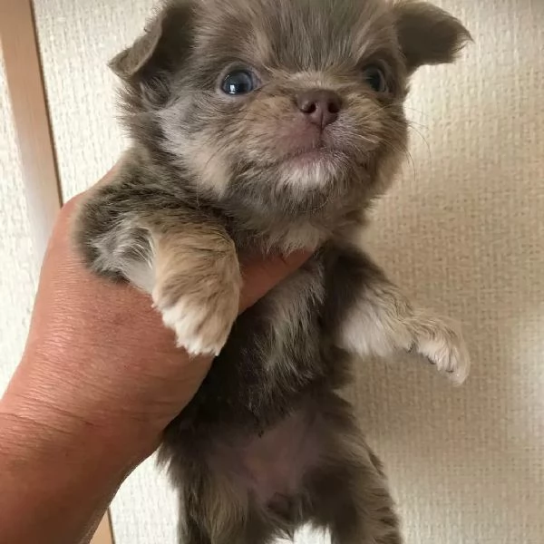 meravigliosi Chihuahua per adozione | Foto 1