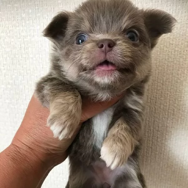 meravigliosi Chihuahua per adozione | Foto 0