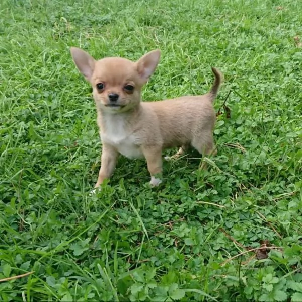 meravigliosi Chihuahua per adozione | Foto 5