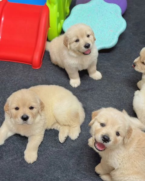 meravigliosi Golden Retriever per adozione | Foto 4