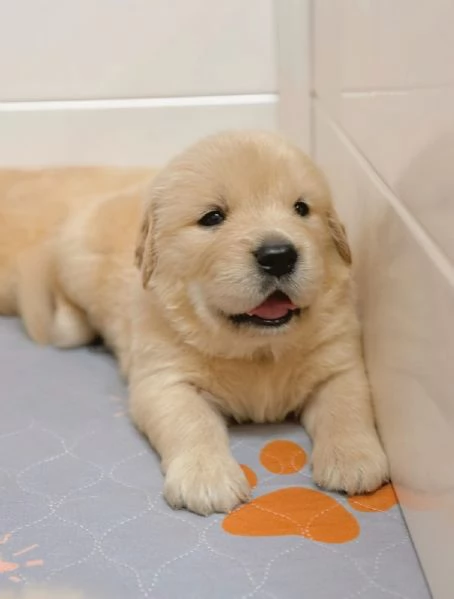 meravigliosi Golden Retriever per adozione | Foto 0