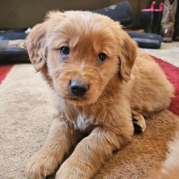 meravigliosi Golden Retriever per adozione | Foto 2