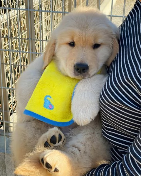 meravigliosi Golden Retriever per adozione | Foto 1