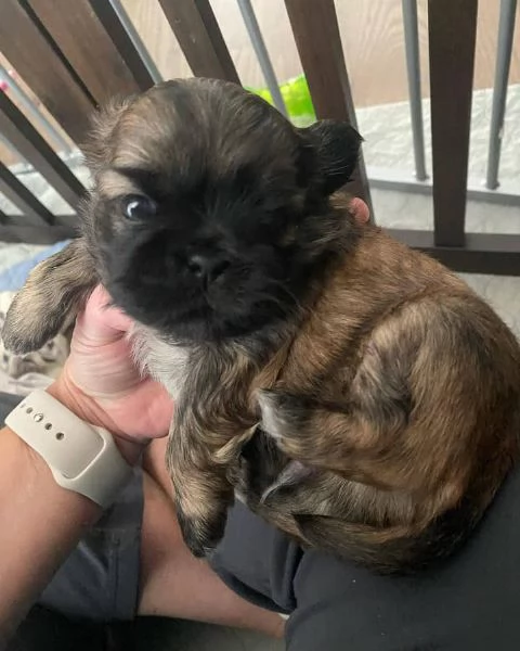 meravigliosi Shitzu per adozione