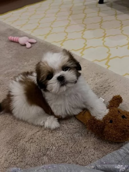 meravigliosi Shitzu per adozione | Foto 0