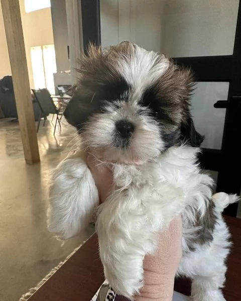 meravigliosi Shitzu per adozione | Foto 3