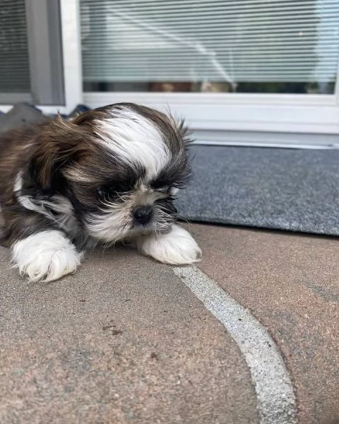 meravigliosi Shitzu per adozione | Foto 3
