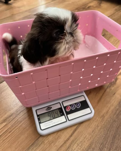 meravigliosi Shitzu per adozione