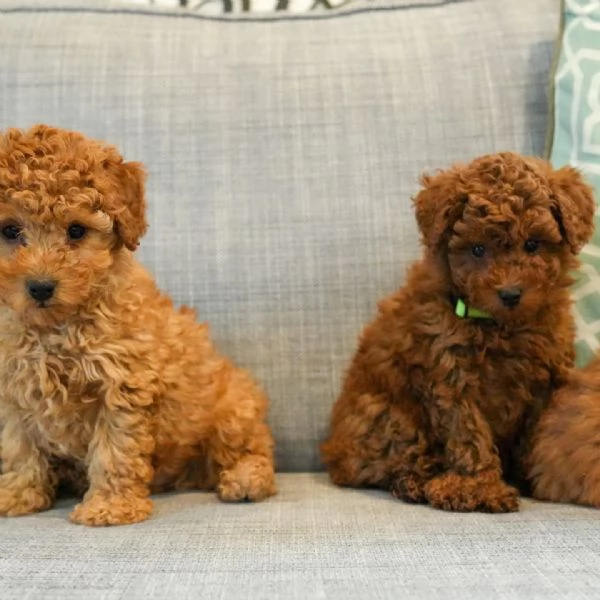 meravigliosi Barboncino per adozione | Foto 3