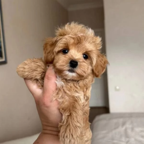 meravigliosi Barboncino per adozione | Foto 2