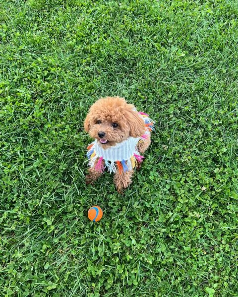 meravigliosi Barboncino per adozione | Foto 1