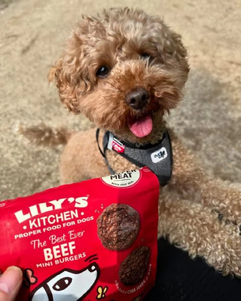 meravigliosi Barboncino per adozione