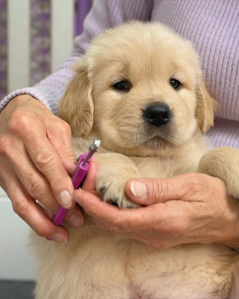meravigliosi Golden Retriever per adozione | Foto 0