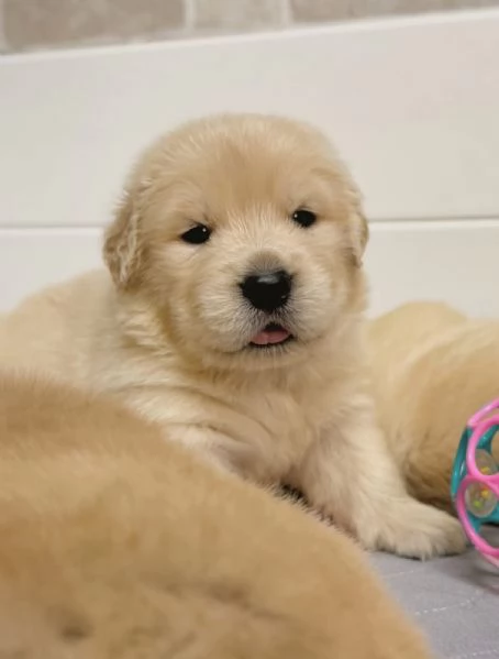 meravigliosi Golden Retriever per adozione