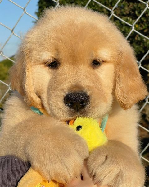 Regalo cucciolo Golden Retriever da Privato a Gorizia bellissimo cucciolo di golden retriever per regalo