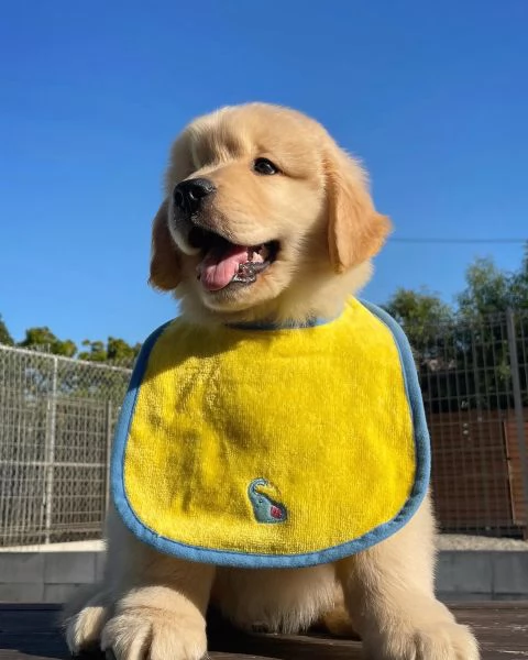 meravigliosi Golden Retriever per adozione | Foto 3