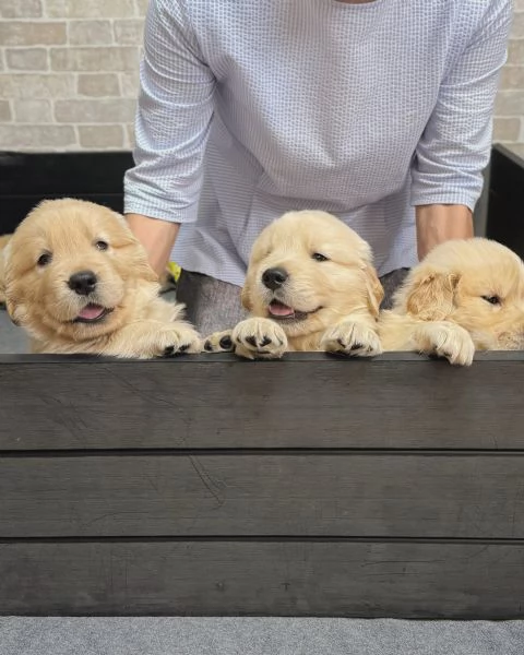 meravigliosi Golden Retriever per adozione | Foto 0